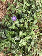 Vinca major