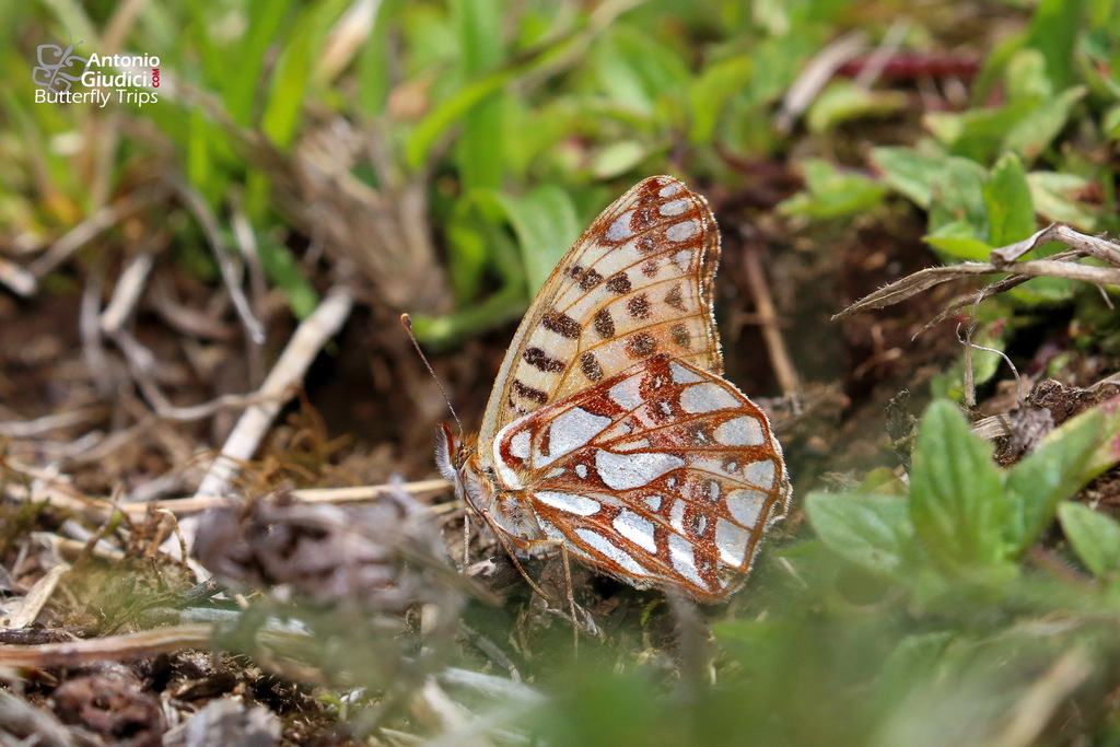 Himalayan Queen Fritillary