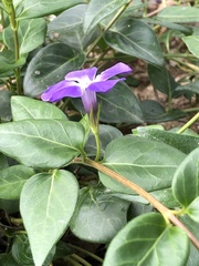Vinca major