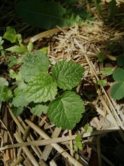 Lamium galeobdolon