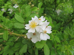 Rosa multiflora