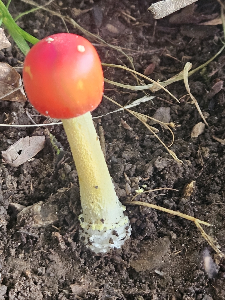 False Caesar's Mushroom · July 2026 · photo: Photo: no rights reserved · iNaturalist