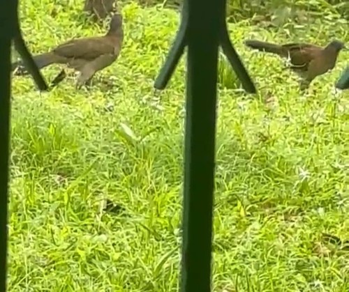 Gray-headed Chachalaca