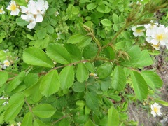 Rosa multiflora