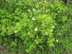 Rosa multiflora