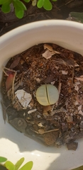 Lithops