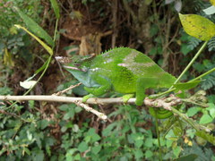 Kinyongia multituberculata