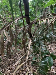 Plectocomia elongata