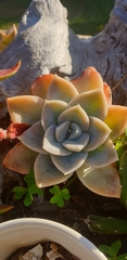 Graptoveria