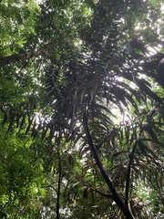 Plectocomia elongata