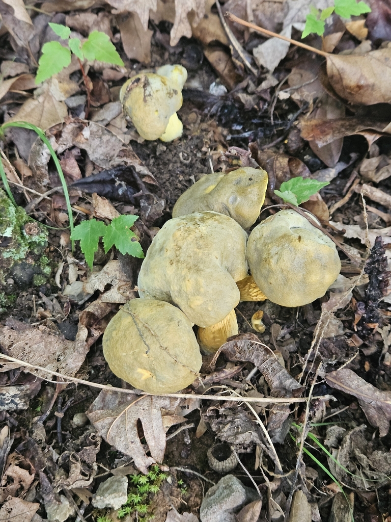 Ornate-stalked bolete · July 2026 · photo: Photo: no rights reserved · iNaturalist