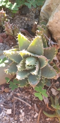 Aloe brevifolia