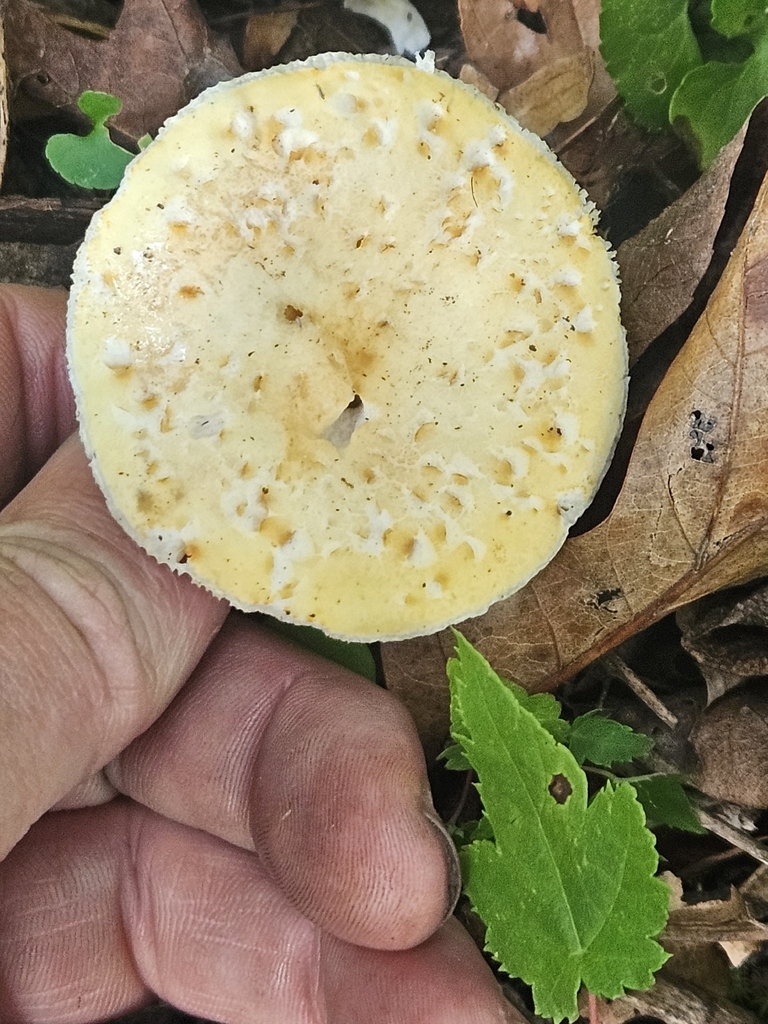 Russula sp. 'IN13' · July 2026 · photo: Photo: no rights reserved · iNaturalist