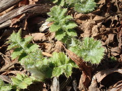 Cirsium kamtschaticum