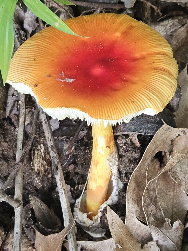 Jackson's slender Caesar · July 2026 · photo: Photo: no rights reserved · iNaturalist