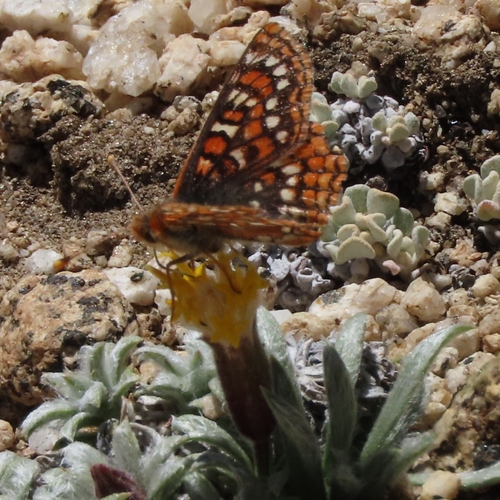 iNaturalist observation photo of Edith's Checkerspot