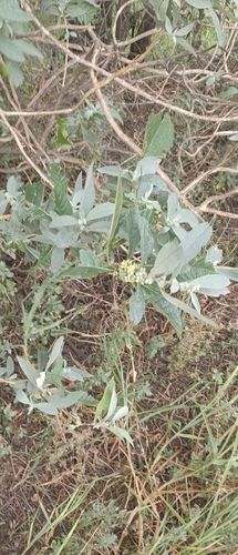 Buddleja sessiliflora, photograph 3