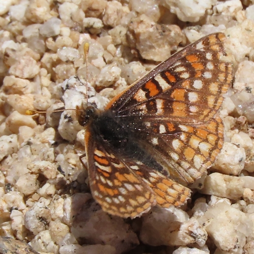iNaturalist observation photo of Edith's Checkerspot