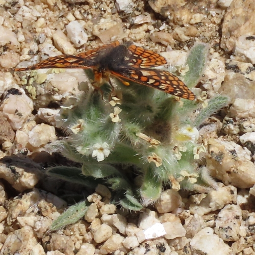 iNaturalist observation photo of Euphydryas