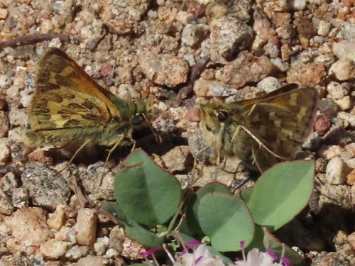 iNaturalist observation photo of Sandhill Skipper