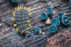 Holacanthella paucispinosa