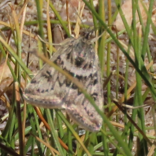 iNaturalist observation photo of Alfalfa Webworm Moth