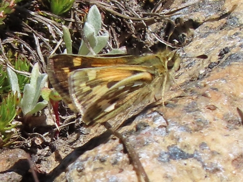 iNaturalist observation photo of Sandhill Skipper