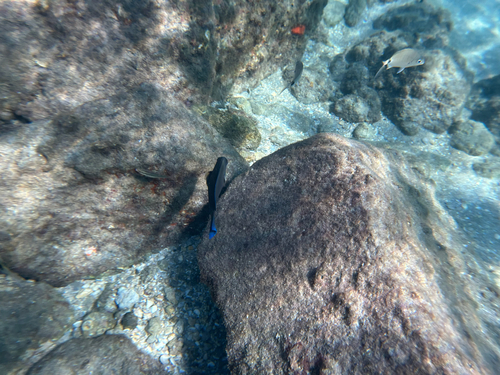 Canary damsel (Abudefduf luridus) — Pomacentridae — 4