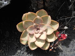 Aeonium hierrense