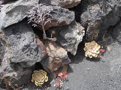 Aeonium hierrense