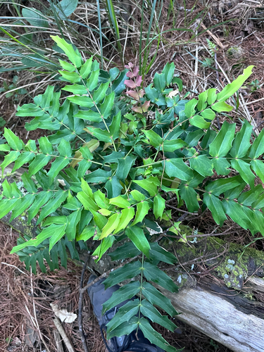 Mahonia oiwakensis, 2026-07-06