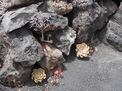 Aeonium hierrense