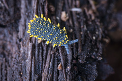 Holacanthella paucispinosa