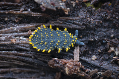 Holacanthella paucispinosa