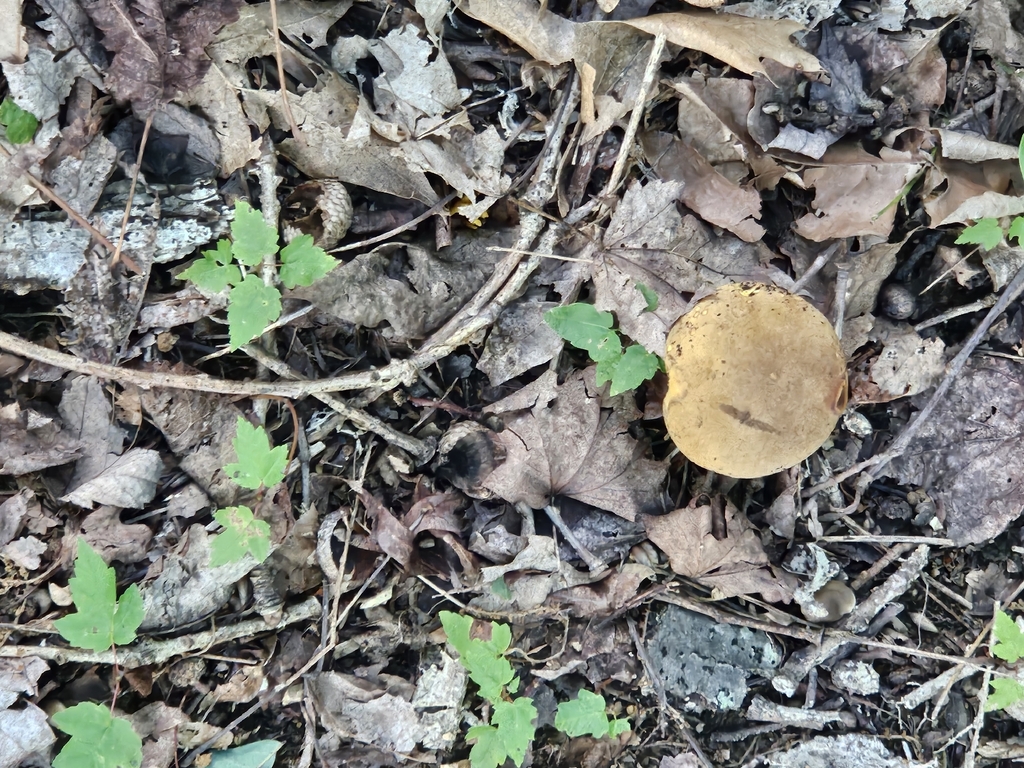 Boletus vermiculosoides · July 2026 · photo: Photo: no rights reserved · iNaturalist