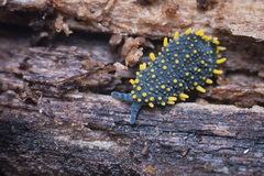 Holacanthella paucispinosa