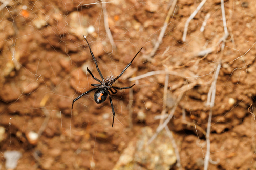 Western Black Widow seen in Sonoma Valley