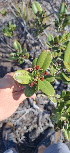 Pancheria billardierei observed 2026-07-11