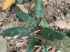 Aglaonema commutatum