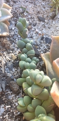 Corpuscularia lehmannii