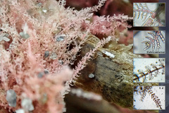 Acrothamnion preissii