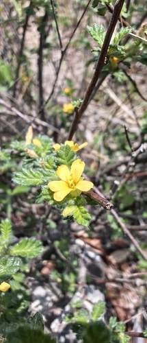 Turnera diffusa, photograph 3