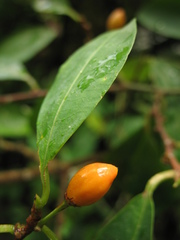 Erythroxylum coca