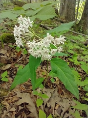 Asclepias quadrifolia