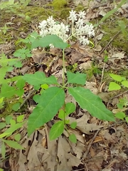Asclepias quadrifolia, photograph (c) Tom Norton, some rights reserved (CC BY)