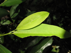 Erythroxylum coca