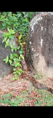 Boa Constrictor
