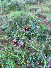 (c) Hazel Chang, some rights reserved (CC BY) Cirsium arisanense, photograph (c) Hazel Chang, some rights reserved (CC BY)