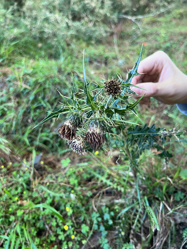 Cirsium arisanense, photograph 1