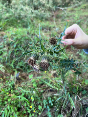(c) Hazel Chang, some rights reserved (CC BY) Cirsium arisanense, photograph (c) Hazel Chang, some rights reserved (CC BY)